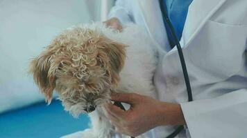 Veterinarian doctor holding and examining a Maltese Westie cross puppy with a stethoscope video