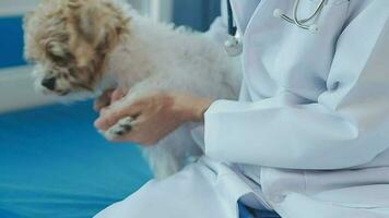 Veterinarian doctor holding and examining a Maltese Westie cross puppy with a stethoscope video