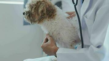 veterinario médico participación y examinando un maltés Westie cruzar perrito con un estetoscopio video