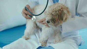 Veterinarian doctor holding and examining a Maltese Westie cross puppy with a stethoscope video