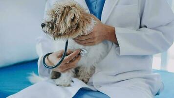 Dog vet check up. Puppy in doctor hands veterinary clinic. Vet doctor holding black puppy to check health, mammal animal pets. Vet doctor with stethoscope. Long web banner copy space white background. video