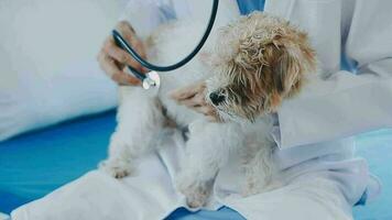 hond dierenarts controleren omhoog. puppy in dokter handen veterinair kliniek. dierenarts dokter Holding zwart puppy naar controleren Gezondheid, zoogdier dier huisdieren. dierenarts dokter met stethoscoop. lang web banier kopiëren ruimte wit achtergrond. video