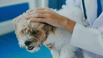 chien vétérinaire vérifier en haut. chiot dans médecin mains vétérinaire clinique. vétérinaire médecin en portant noir chiot à vérifier santé, mammifère animal animaux domestiques. vétérinaire médecin avec stéthoscope. longue la toile bannière copie espace blanc Contexte. video