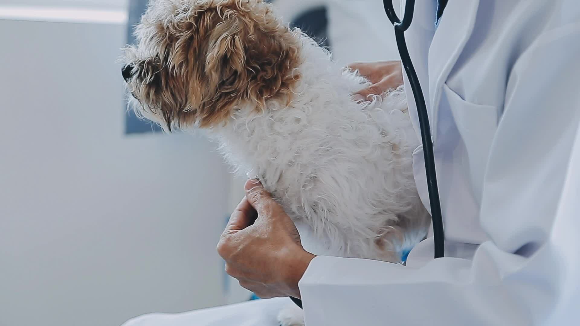 Dog vet check up. Puppy in doctor hands veterinary clinic. Vet doctor