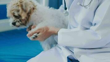 Dog vet check up. Puppy in doctor hands veterinary clinic. Vet doctor holding black puppy to check health, mammal animal pets. Vet doctor with stethoscope. Long web banner copy space white background. video