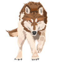 Loup sauvage chien png
