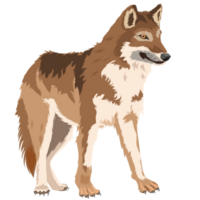 Lobo selvagem cachorro png