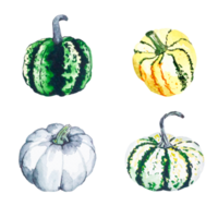 Pumpkins. Watercolor illustration of bright pumpkins. Illustration with vegetables. Isolated image. Suitable for cards, invitations, banners, notepads, posters, calendars. Can be used for your design. png