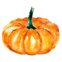 Pumpkin. Watercolor illustration of bright pumpkin. Illustration with vegetable. Isolated image. Suitable for cards, invitations, banners, notepads, posters, calendars. Can be used for your design. png