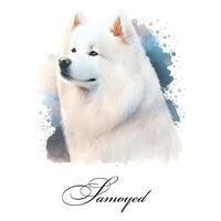 Watercolor illustration of a single dog breed samoyed. Guide dog, a disability assistance dog. Watercolor animal collection of dogs. Dog portrait. Illustration of Pet. photo