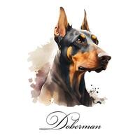 Watercolor illustration of a single dog breed doberman. Guide dog, a disability assistance dog. Watercolor animal collection of dogs. Dog portrait. Illustration of Pet. photo