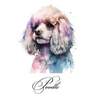 Watercolor illustration of a single dog breed poodle. Guide dog, a disability assistance dog. Watercolor animal collection of dogs. Dog portrait. Illustration of Pet. photo