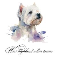 Watercolor illustration of a single dog breed west highland white terrier. Guide dog, a disability assistance dog. Watercolor animal collection of dogs. Dog portrait. Illustration of Pet. photo