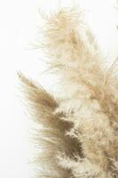 Pampas grass, close up. Scandinavian style poster. Abstract neutral background. photo