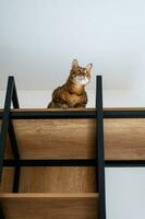 Funny playful cat sitting on shelf. Bengal cat looking down from rack. photo