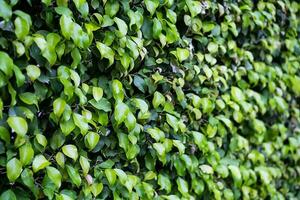 Evergreen hedge plants surface. Natural wall plants background. photo