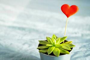 Succulent plant with red heart in steel pot on blue background. Valentine's Day concept. photo