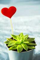 Succulent plant with red heart in steel pot on blue background. Valentine's Day concept. photo