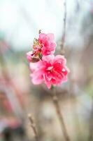 Peach flower symbol of Lunar New Year. Close up of tiny pink flower in garden. photo