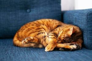 Curled sleeping bengal cat. Cozy pet home. photo