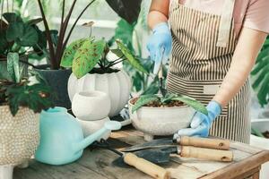 Young woman gardeners transplanting plant in ceramic pots. photo