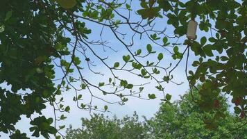 viaje vacaciones naturaleza concepto. mirando arriba arboles soplo en el viento con azul cielo. tropical bosque antecedentes en tiempo de día es hermosa. rama de árbol verde hoja y eso es actualizar. video