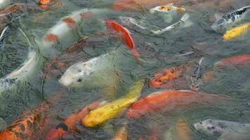 groep van kleurrijk luxe koi karper vissen zwemmen in vijver met Doorzichtig water video