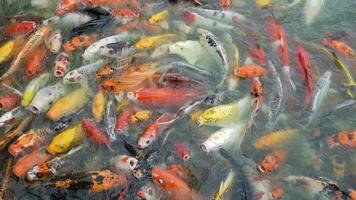 grupo de vistoso lujoso koi carpa peces nadando en estanque con claro agua video