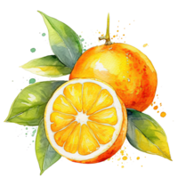 Fresh watercolor orange fruit. Illustration png