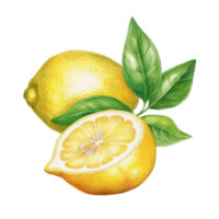 Watercolor yellow lemon. Illustration png