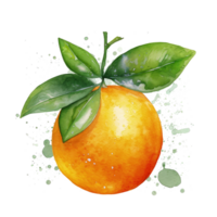 Fresh watercolor orange fruit. Illustration png