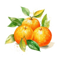 Fresh watercolor orange fruit. Illustration png