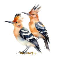 Two hoopoe birds. Illustration png