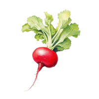 Watercolor radish isolated. Illustration png