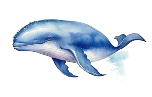 Watercolor Blue Whale Illustration png