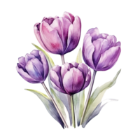 Violet watercolor tulips. Illustration png