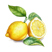 Watercolor yellow lemon. Illustration png