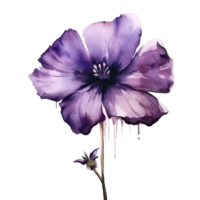 Violet watercolor flower. Illustration png