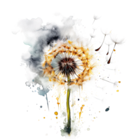 Watercolor dandelion flower. Illustration png