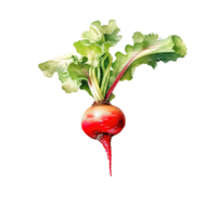 Watercolor radish isolated. Illustration png