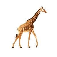 giraffe vector is a stylized depiction of a majestic, long-necked animal standing on a flat, white background.