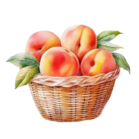 Watercolor peach in basket. Illustration png