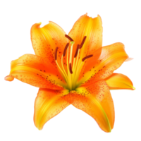 Orange lilly fleur isolé. ai génératif png