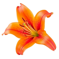 Orange lilly fleur isolé. ai génératif png