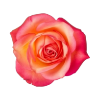 Rose flower isolated. png