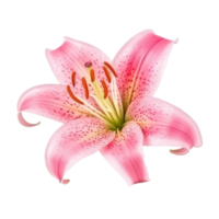 Pink Lilly flower isolated. png