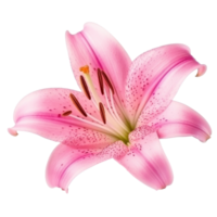 Rosa Lilly Blume isoliert. ai generativ png