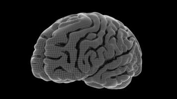 A wireframe human brain rotates - with matte. video