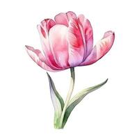 Watercolor tulip isolated. Illustration photo