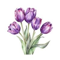 Violet watercolor tulips. Illustration photo